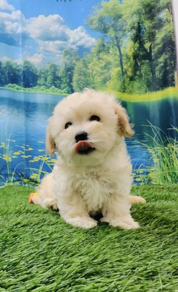 Maltipoo 5048