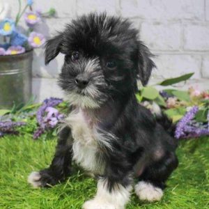 Chinese Crested 4059