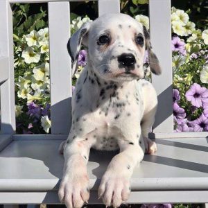 Dalmatian 7159